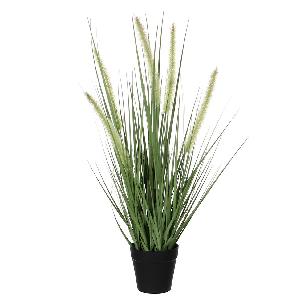 Dogtail gras violeta pvc_0