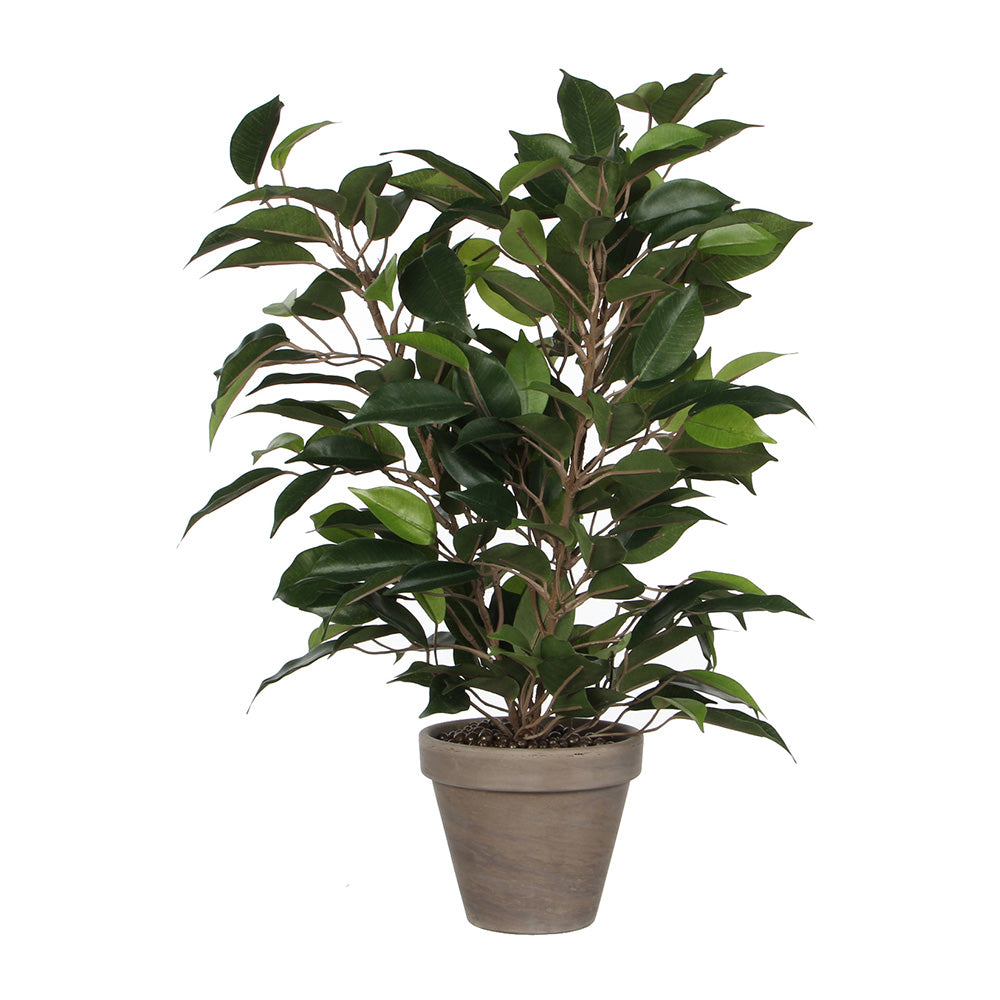 Ficus natasja com vaso ø11,5x40x30cm_0