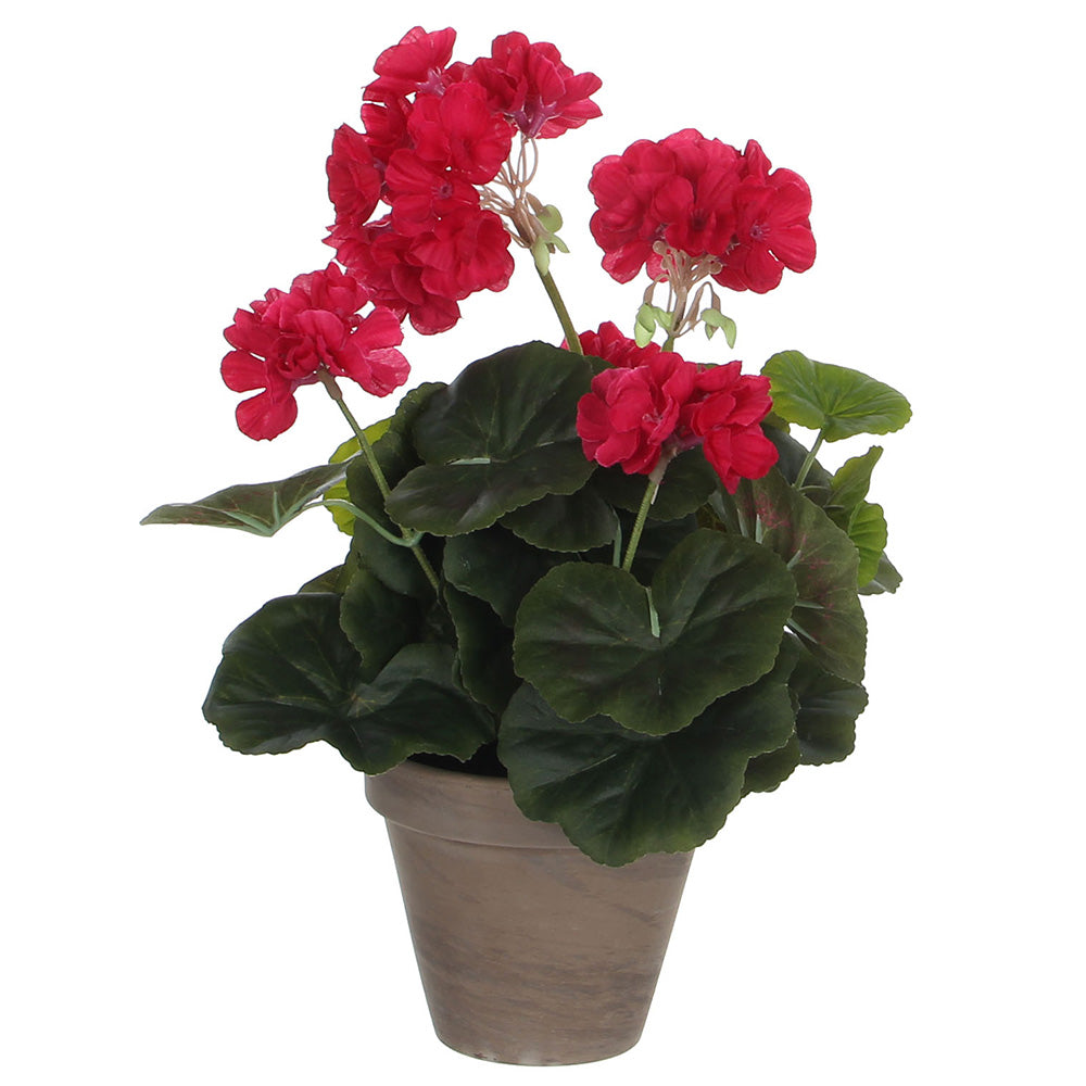 GerÃ¢nio cor rosa escuro pvc em vaso cinzento_0