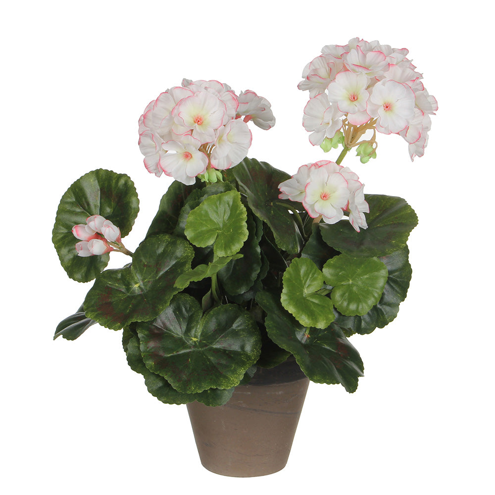 GerÃ¢nio cor branco rosa pvc em vaso cinzento_0