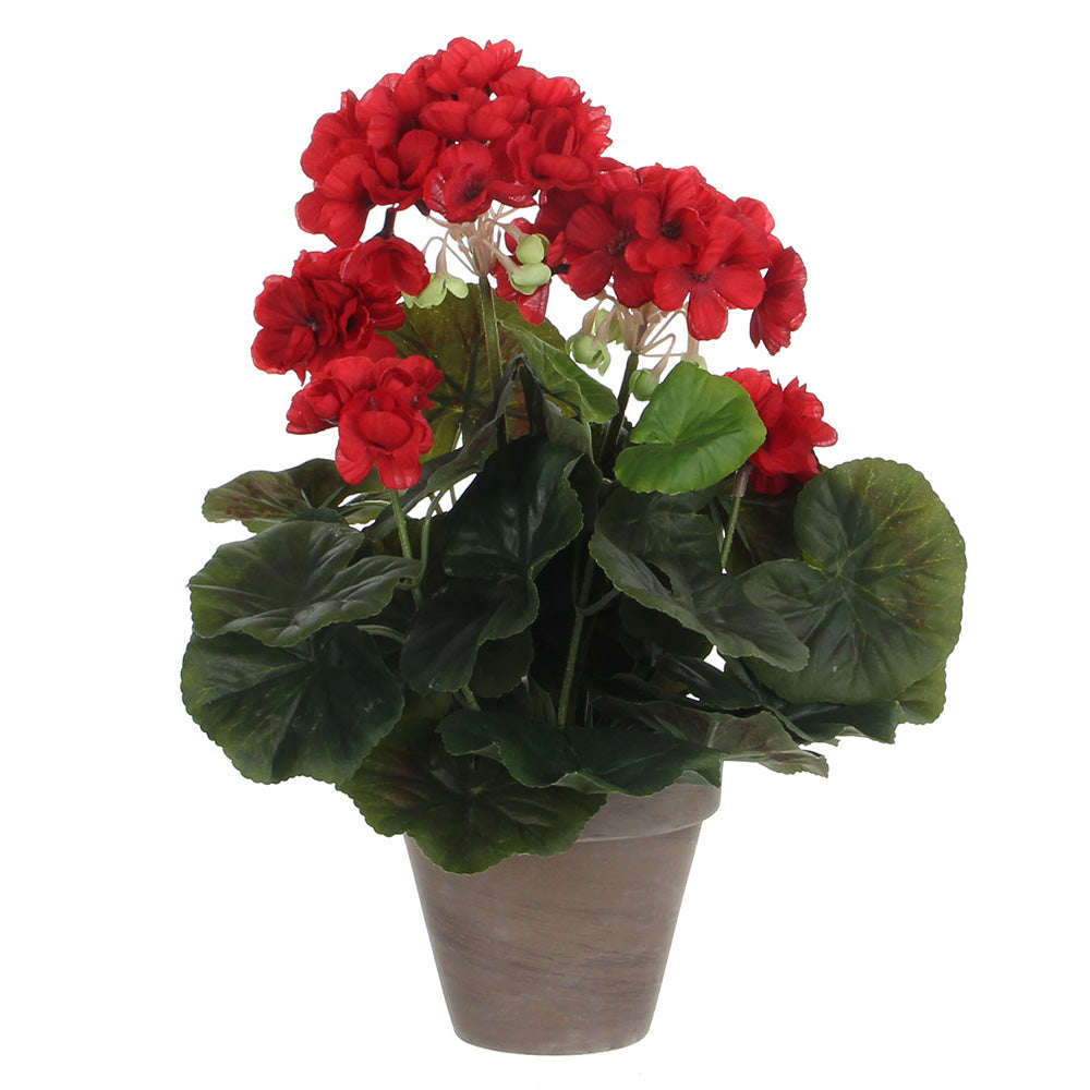 GerÃ¢nio cor vermelho pvc em vaso cinzento_0